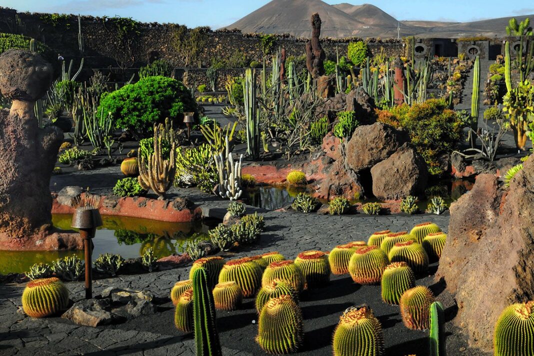 Jard N De Cactus Ogr D Kaktus W Na Lanzarote