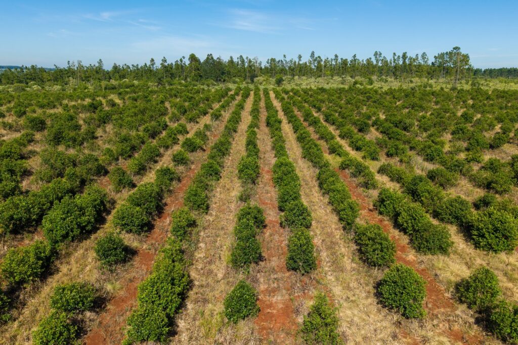 Plantacje yerba mate w prowincji Misiones na północy Argentyny ciągną się aż po horyzont
