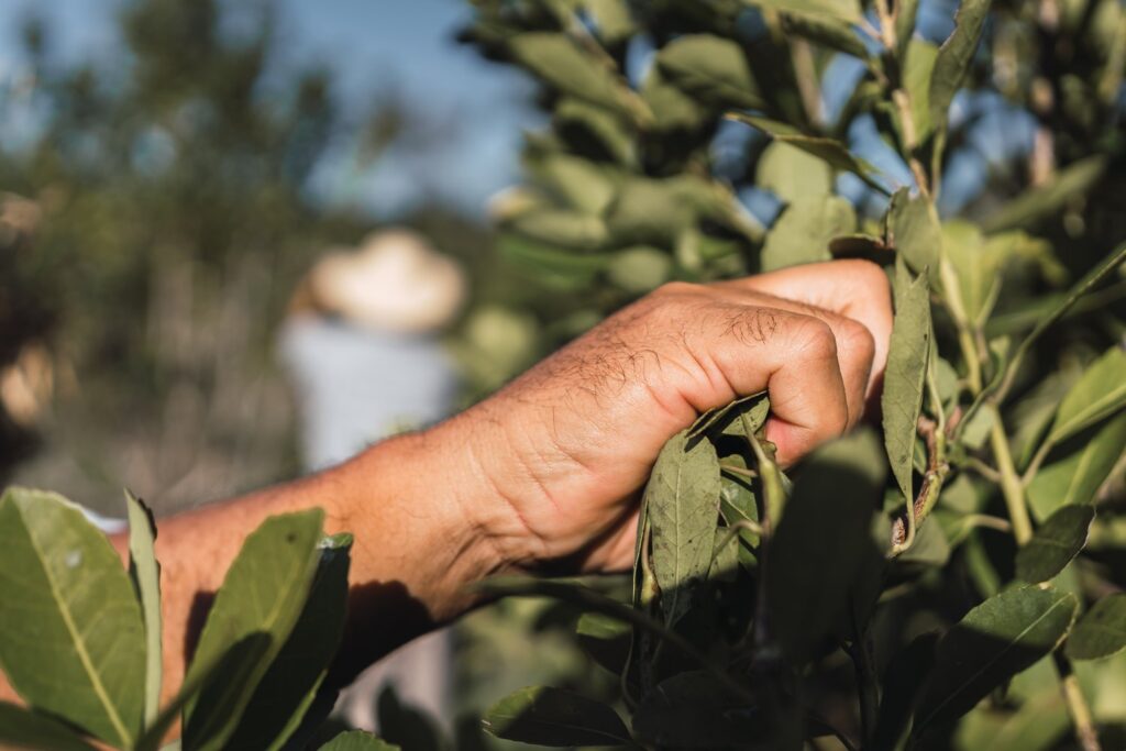 Liście yerba mate na wielu plantacjach w Misiones wciąż zbiera się ręcznie