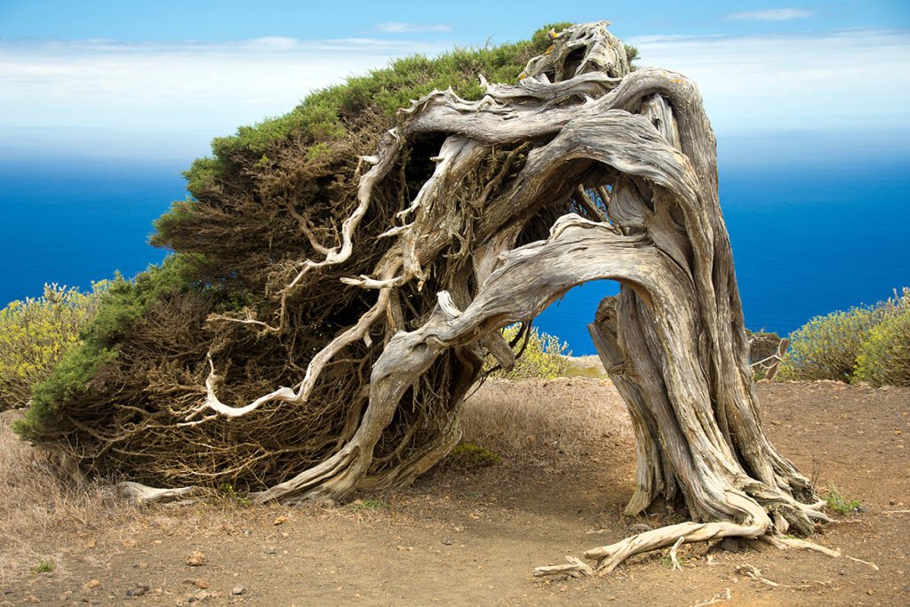 Powyginane drzewa są efektem silnych wiatrów na El Hierro