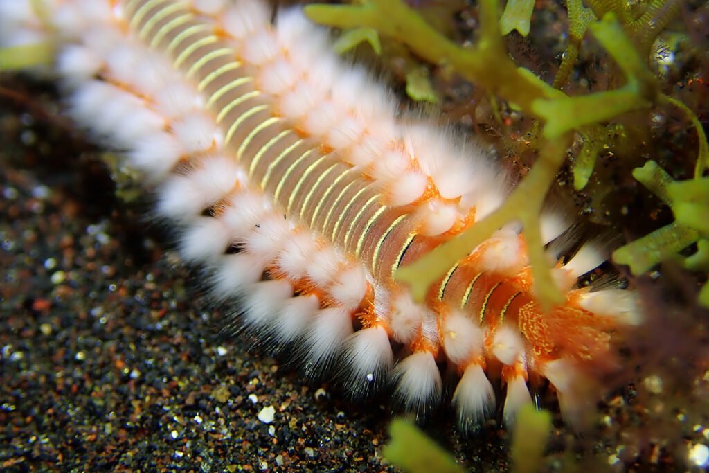 Dno morskie wyspy pełne jest niezwykłych gatunków zwierząt. Na zdjęciu wieloszczet wędrujący.