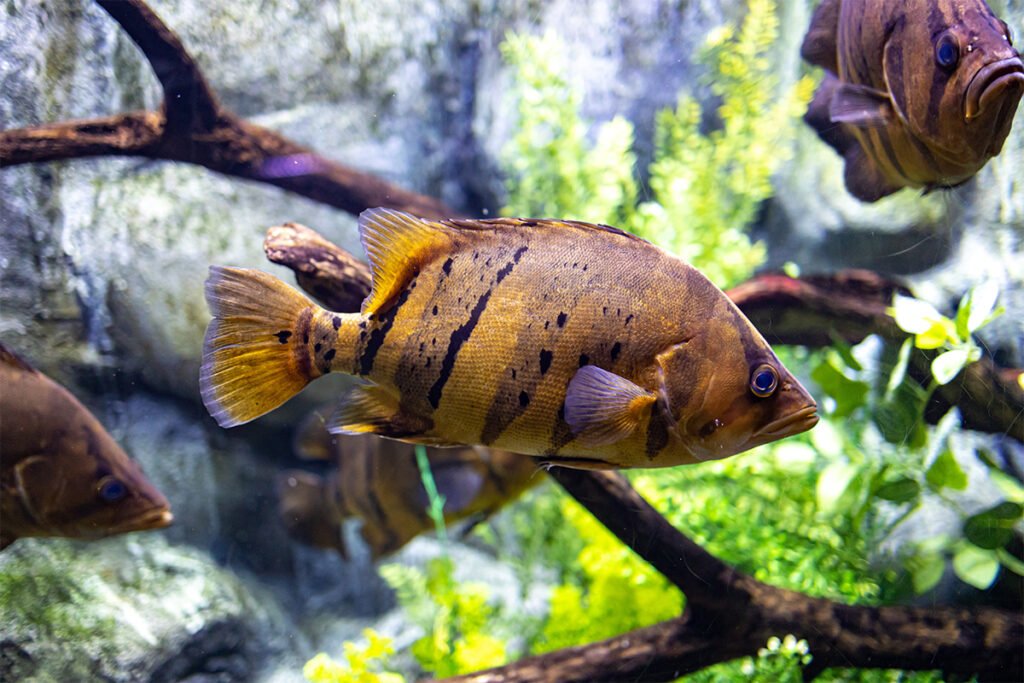 Acuario Fluvial w Saragossie