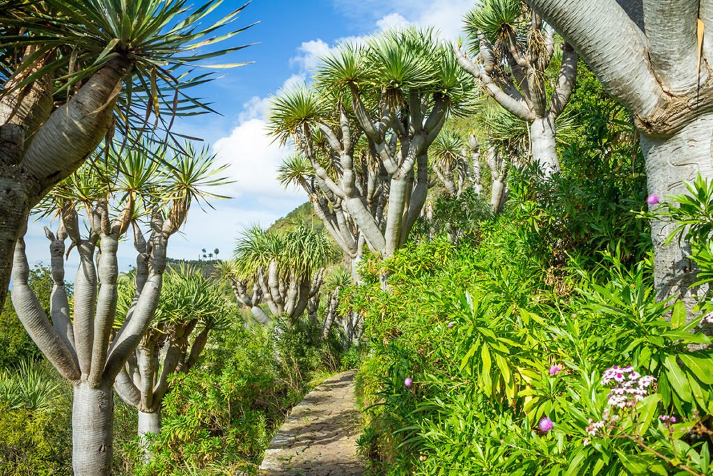 Jardín Canario - ogród botaniczny na wyspie Gran Canaria