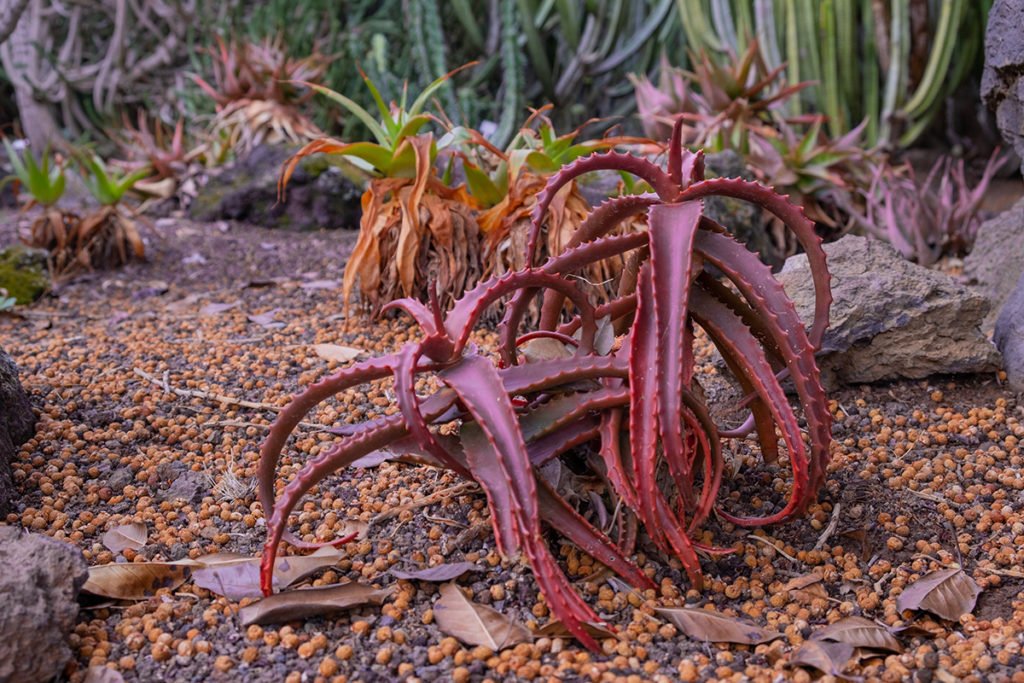 Ogród botaniczny na Gran Canarii jest pełen niezwykłych roślin