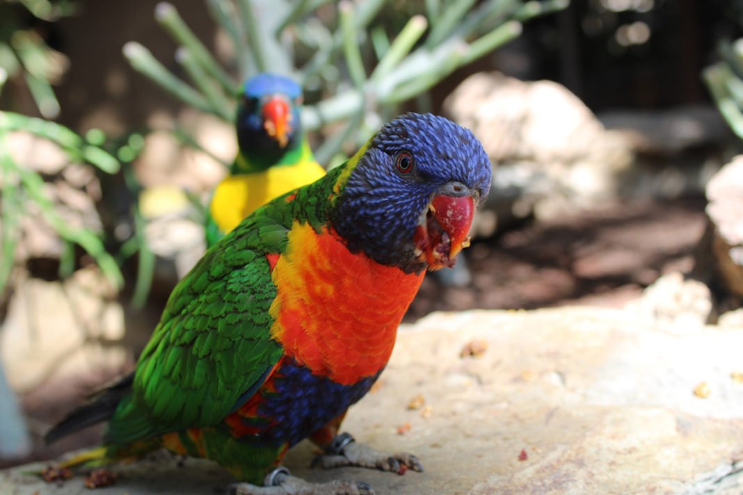 Papugi w Palmitos Park na Gran Canarii