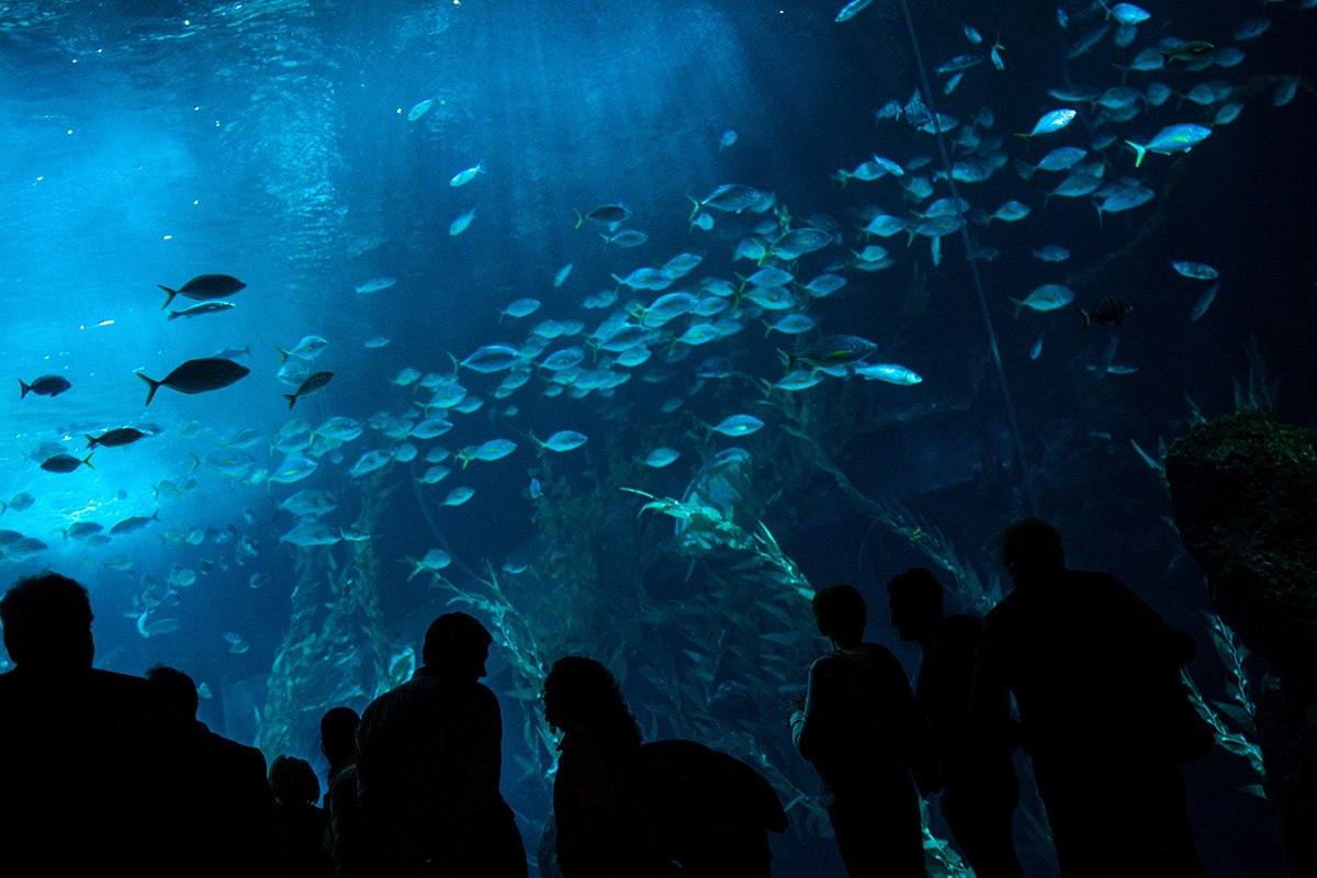 Poema del Mar Aquarium to idealne miejsce dla osób podróżujących z dziećmi