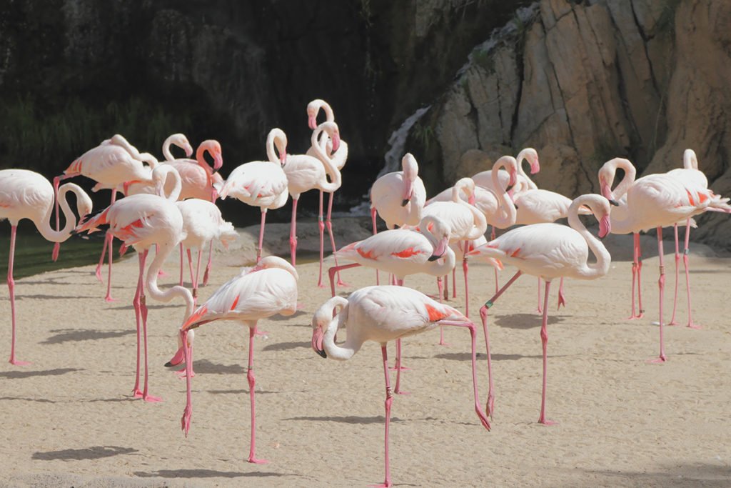 Flamingi w BIOPARC Valencia
