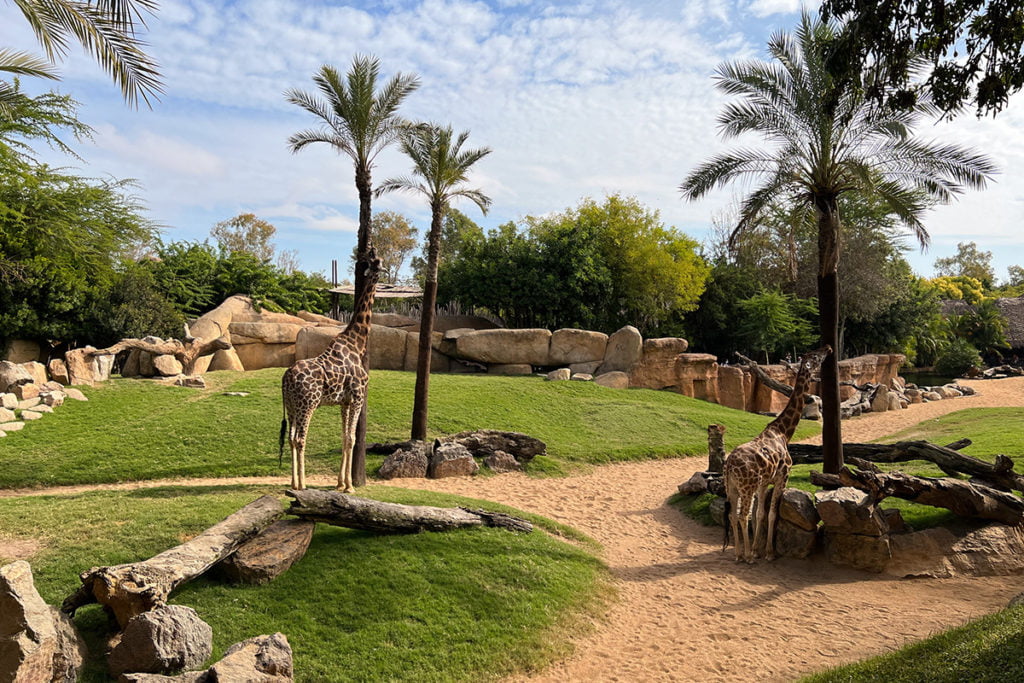 Żyrafy w BIOPARC Valencia