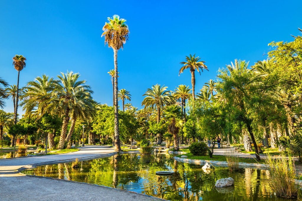 Gaje oliwne w Elche założyli i pielęgnowali Fenicjanie oraz Rzymianie, jednak ich prawdziwy rozkwit zawdzięczamy Maurom