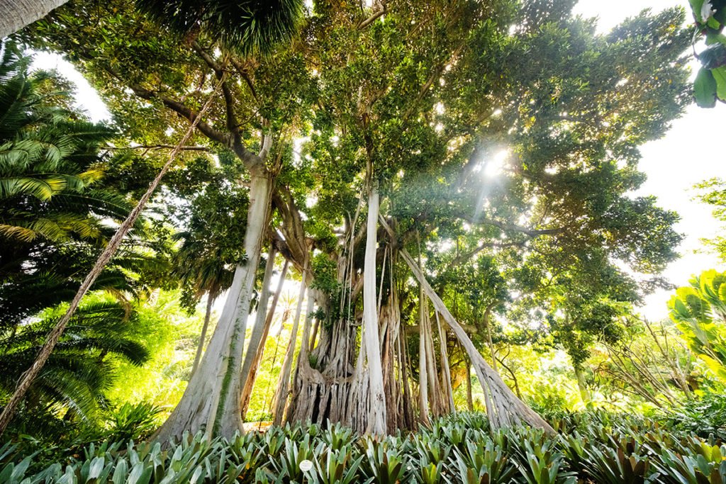 Jardín Botánico - Ogród Botaniczny w Puerto de la Cruz