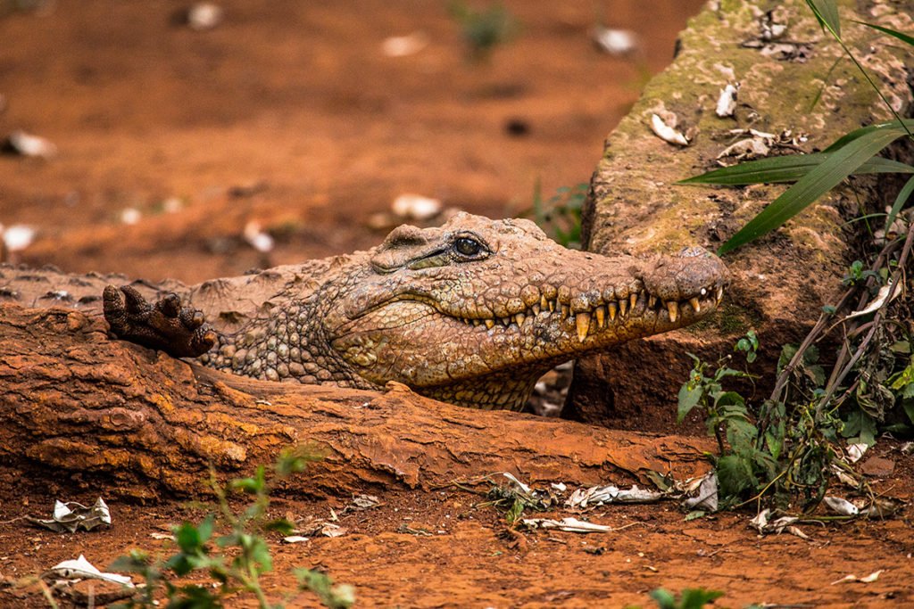 Oprócz przyjaznych ludziom zwierząt w Oasis Park Fuerteventura mieszkają także krokodyle i inne gady oraz płazy.
