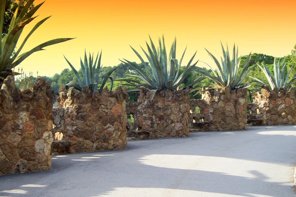 Parc Güell to dzieło Gaudiego, które zachwyca nie tylko piękną architekturą, ale także roślinnością