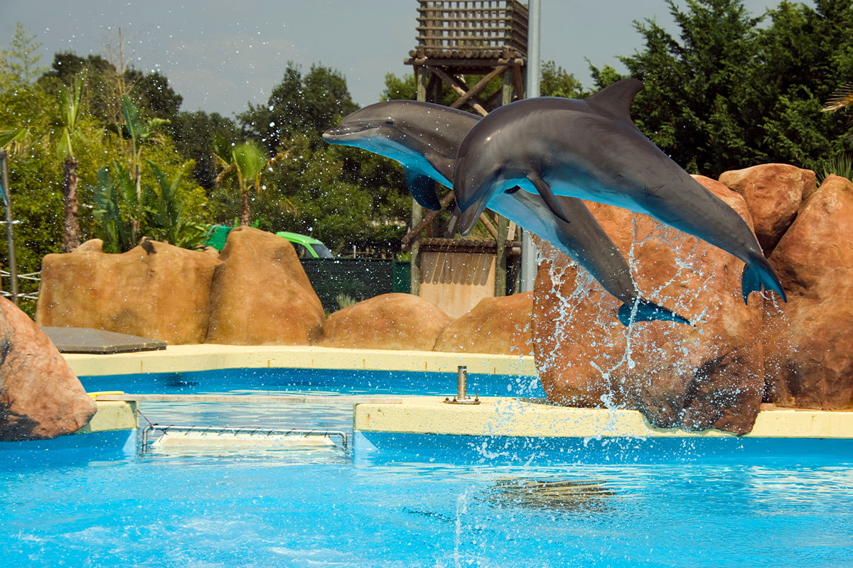MARINELAND MALLORCA - Delfinarium na Majorce i Rejsy z delfinami - Atrakcja dla dużych i małych dzieci