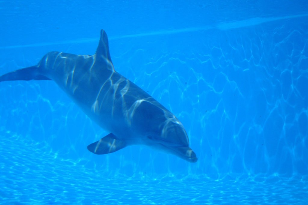 Delfinarium na Majorce