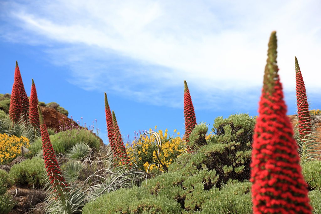 Roślinność porastająca Park Narodowy Teide