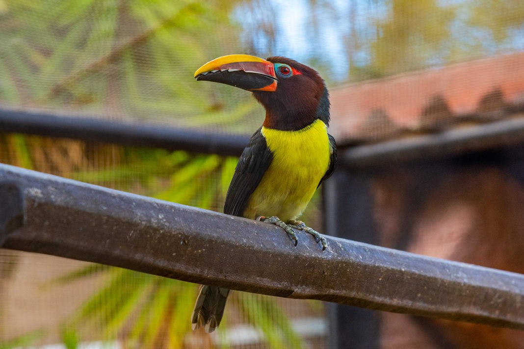 Będąc w Jungle Park, warto zobaczyć pokazy ptaków egzotycznych. Wrażenie robią także pokazy drapieżnych ptaków, które latają nad głowami publiczności.
