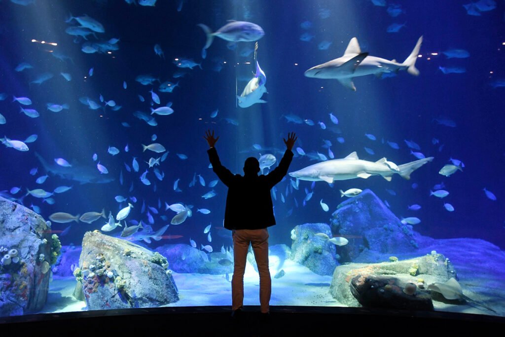 Rekiny w Oceanarium w Barcelonie to jedna z największych atrakcji w tym miejscu