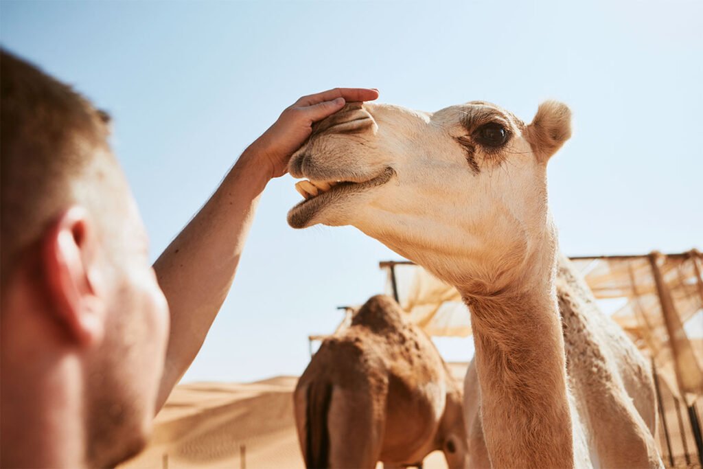 Wielbłądy w Camel Safari Park w wąwozie Fataga
