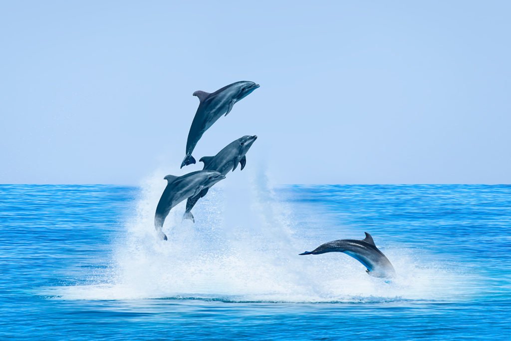 Rejsy z delfinami