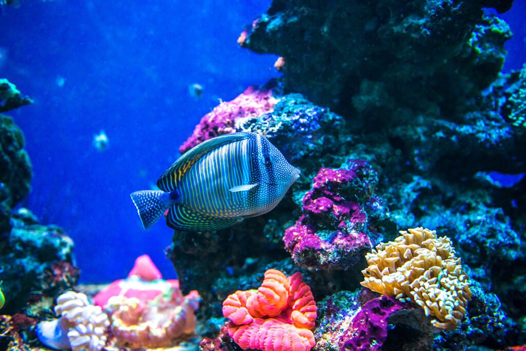 Oceanarium w Barcelonie to jedna z największych atrakcji turystycznych w tym mieście