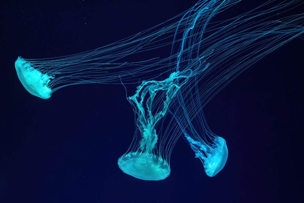 W Oceanarium w Barcelonie żyje około 11 000 zwierząt