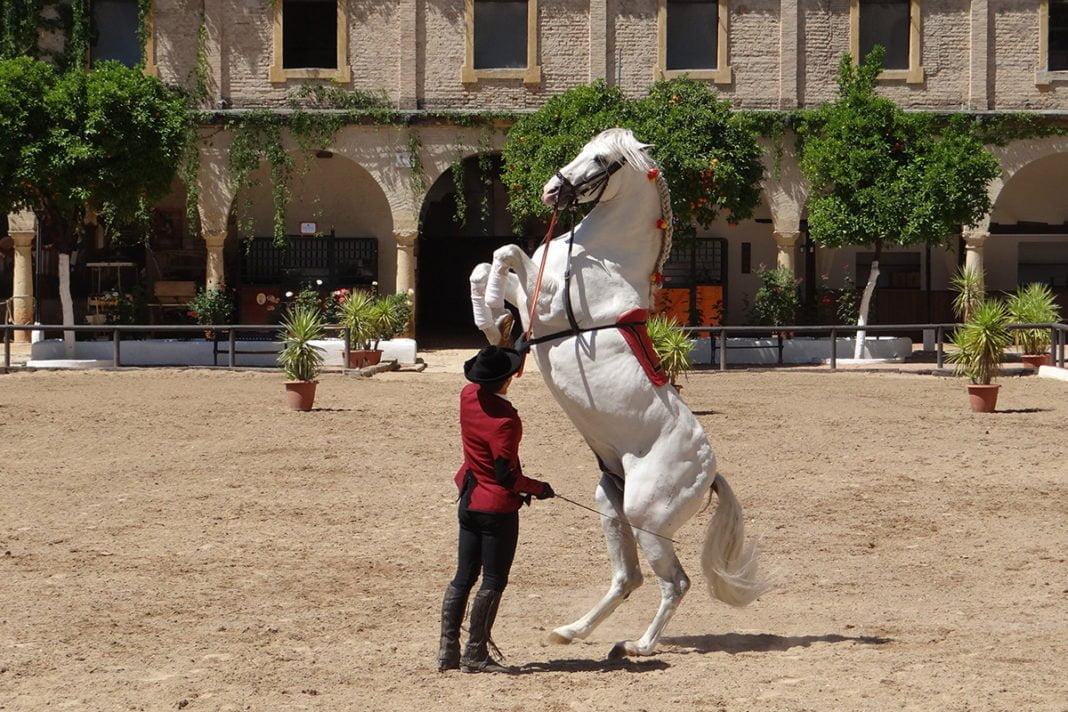 Tańczące andaluzyjskie konie w Jerez de la Frontera