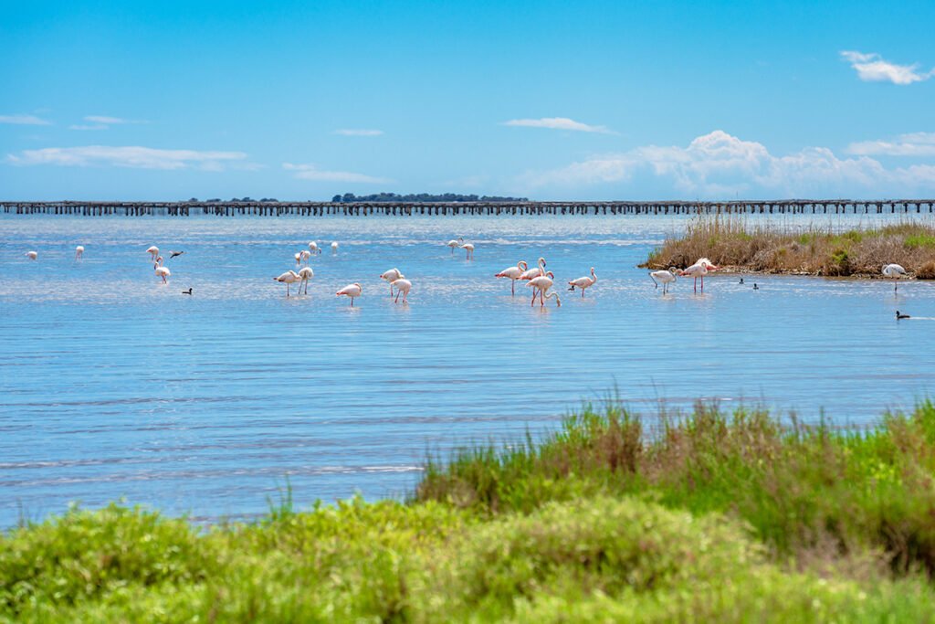 Flamingi w Delcie rzeki Ebro