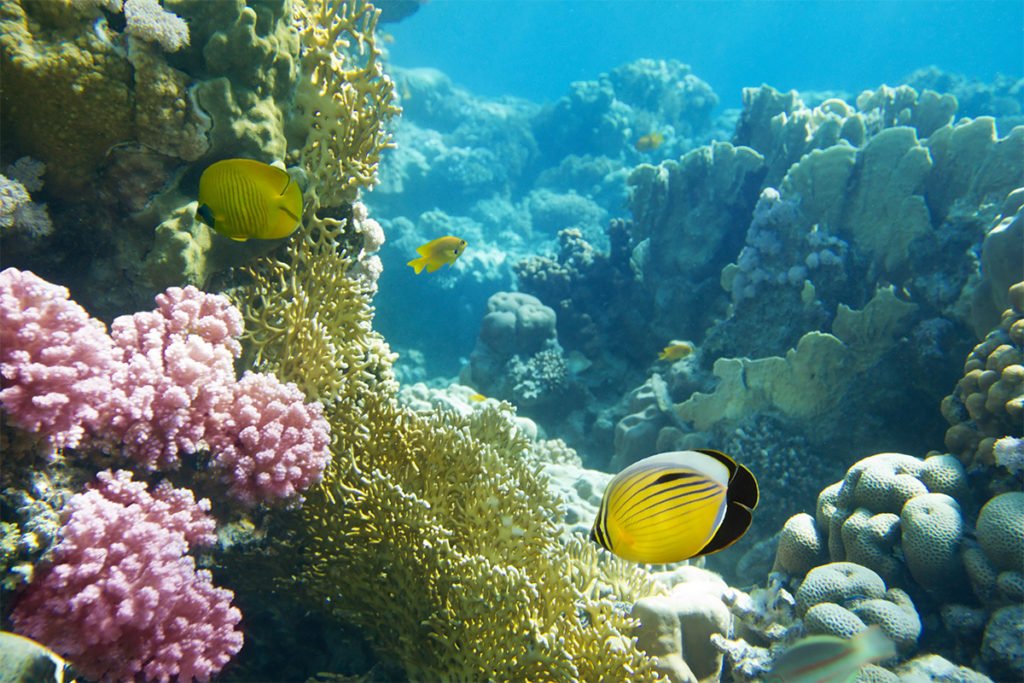 Snorkeling na Cayo Arena dostarcza niesamowitych wrażeń