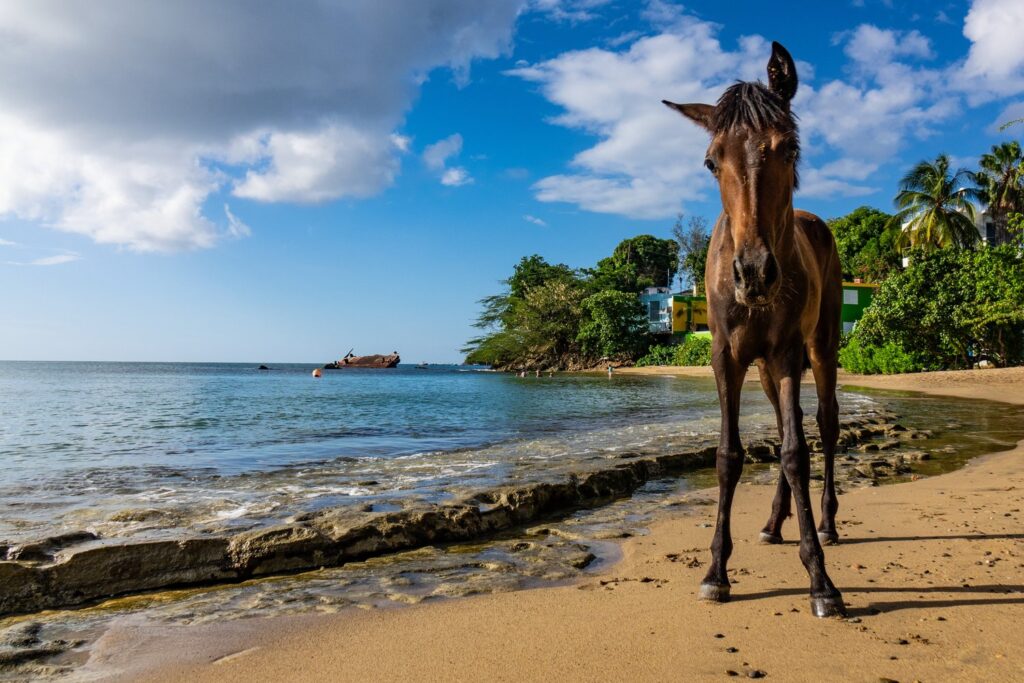 Na plażach wyspy Vieques możesz spotkać swobodnie spacerujące konie