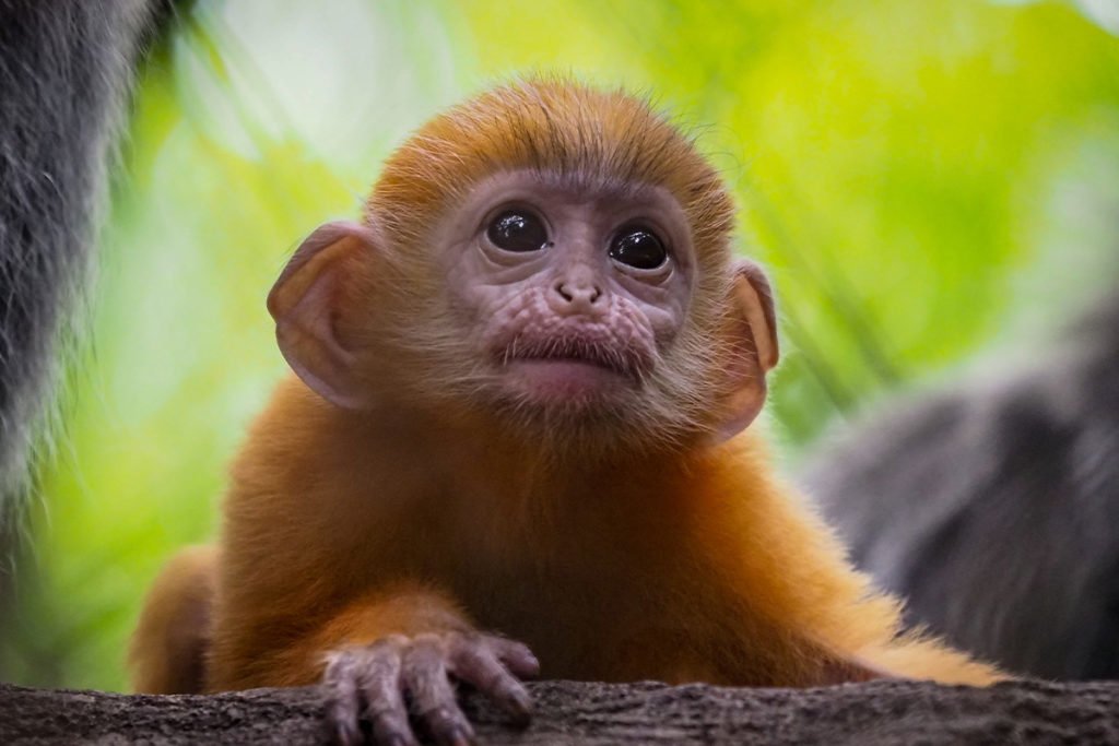 Małpi gaj Monkeyland