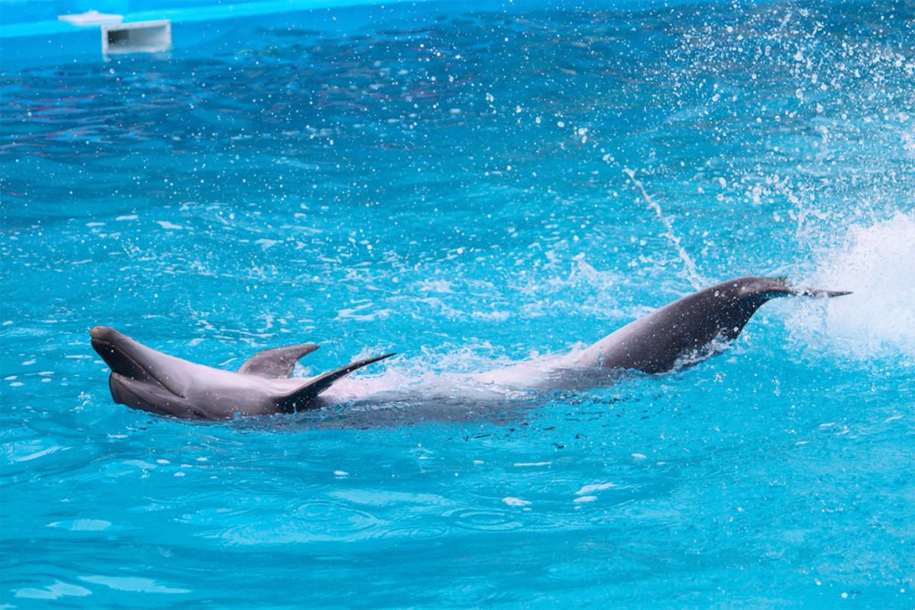 Delfiny w Ocean World Adventure Park