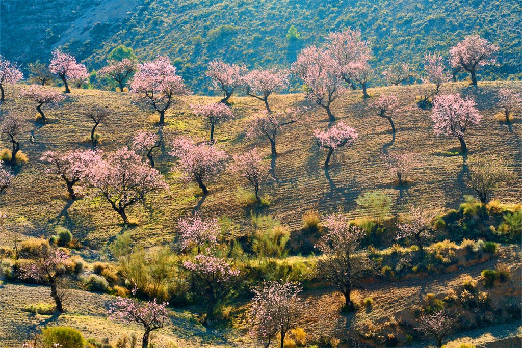 Drzewa migdałowe w Andaluzji