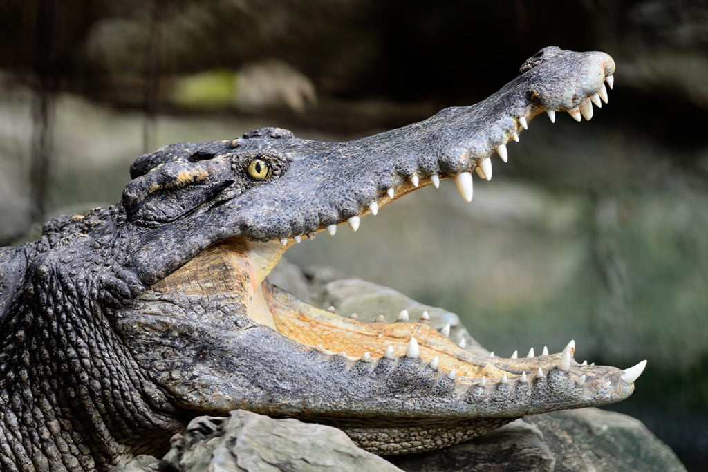 Jeśli lubisz nietypowe parki rozrywki, to odwiedź Crocodile Park w Torremolinos.