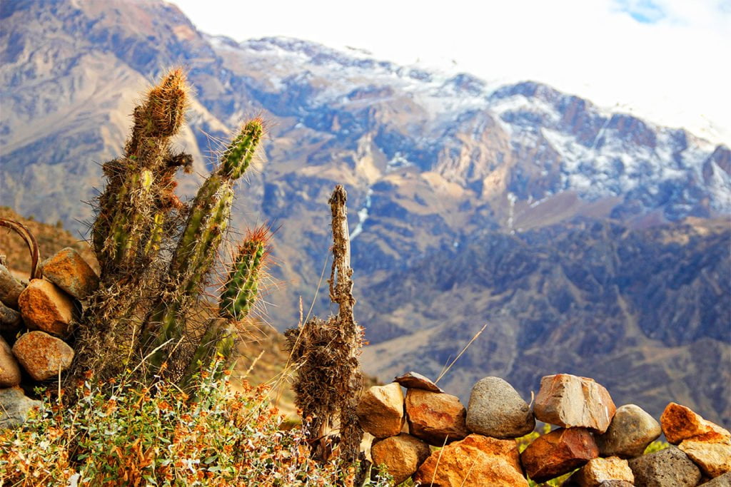 Kanion Colca to idealne miejsce, by podziwiać andyjską naturę