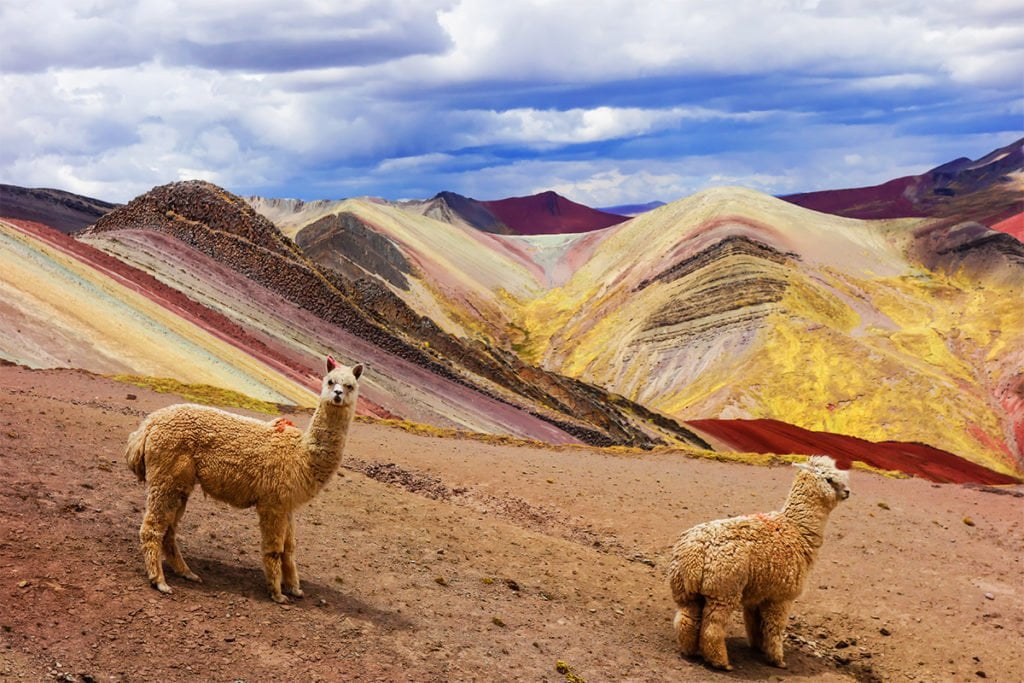 Przy odrobinie szczęścia, przemierzając szlak prowadzący na Górę Siedmiu Kolorów, można spotkać żyjące tu lamy i alpaki