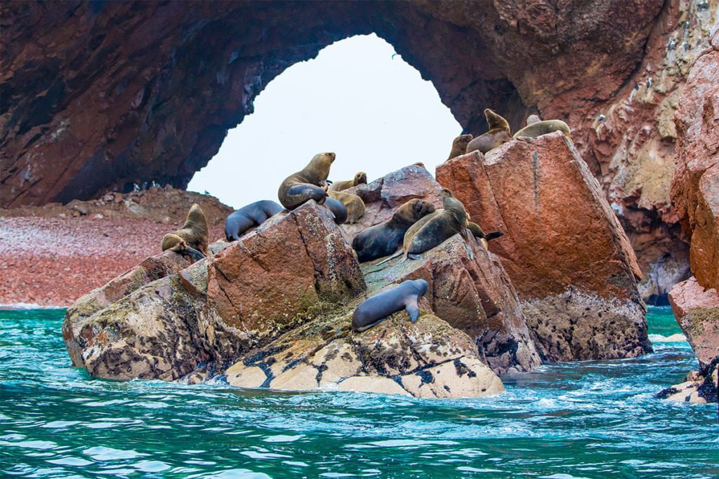 Lwy morskie odpoczywające na skałach wysp Ballestas