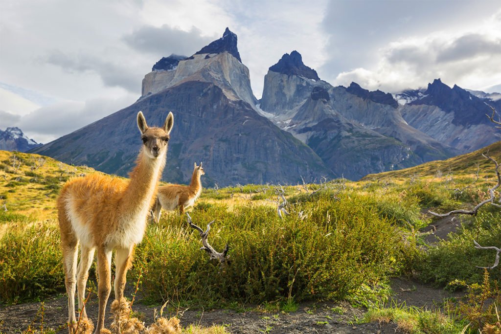 Gwanako andyjskie w naturalnym środowisku do niezapomniany widok