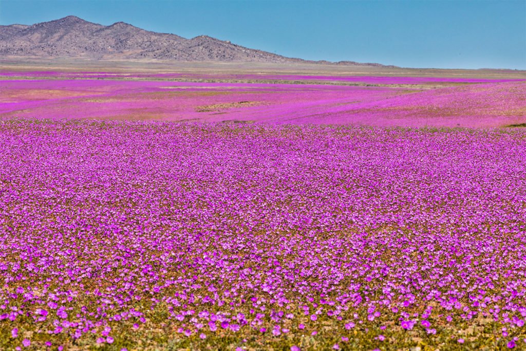 Kwitnąca pustynia Atacana