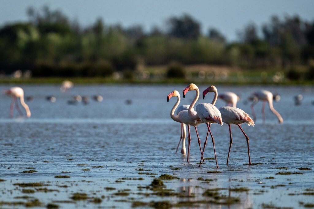 Flamingi na mokradłach Parku Narodowego Doñana