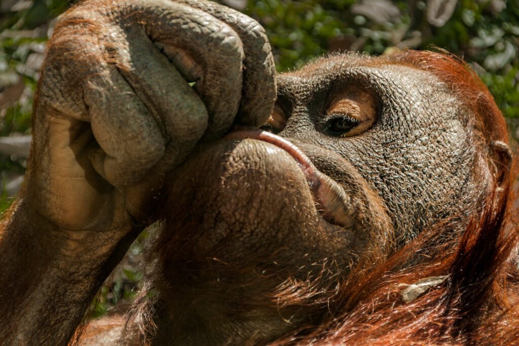 Orangutan w Zoo Aquarium de Madrid