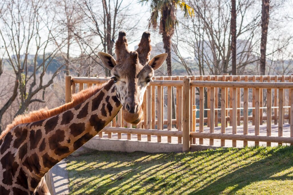 Żyrafy to jedne z najchętniej oglądanych zwierząt w Zoo Aquarium de Madrid