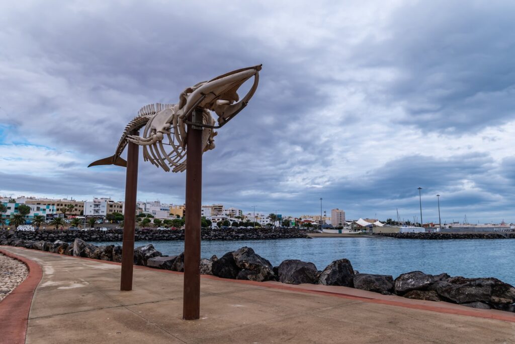 Szkielet walenia na promenadzie Puerto del Rosario przypomina, jak blisko brzegu pływają tu walenie