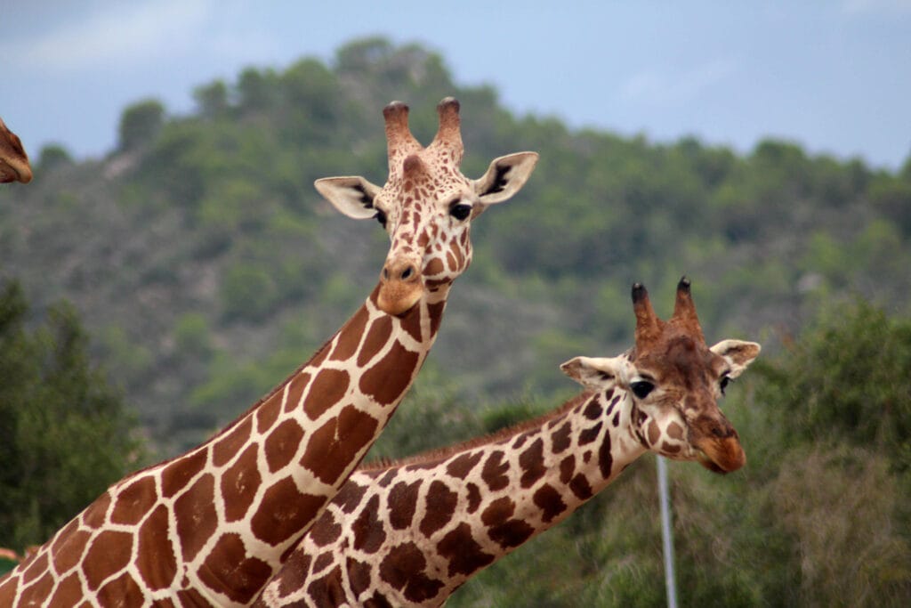 Zwierzęta w Safari Zoo Mallorca