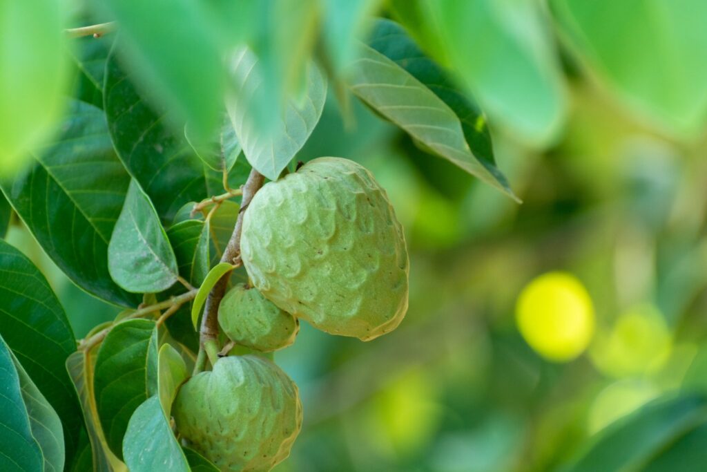 Chirimoje dojrzewają na plantacjach w dolinach Costa Tropical