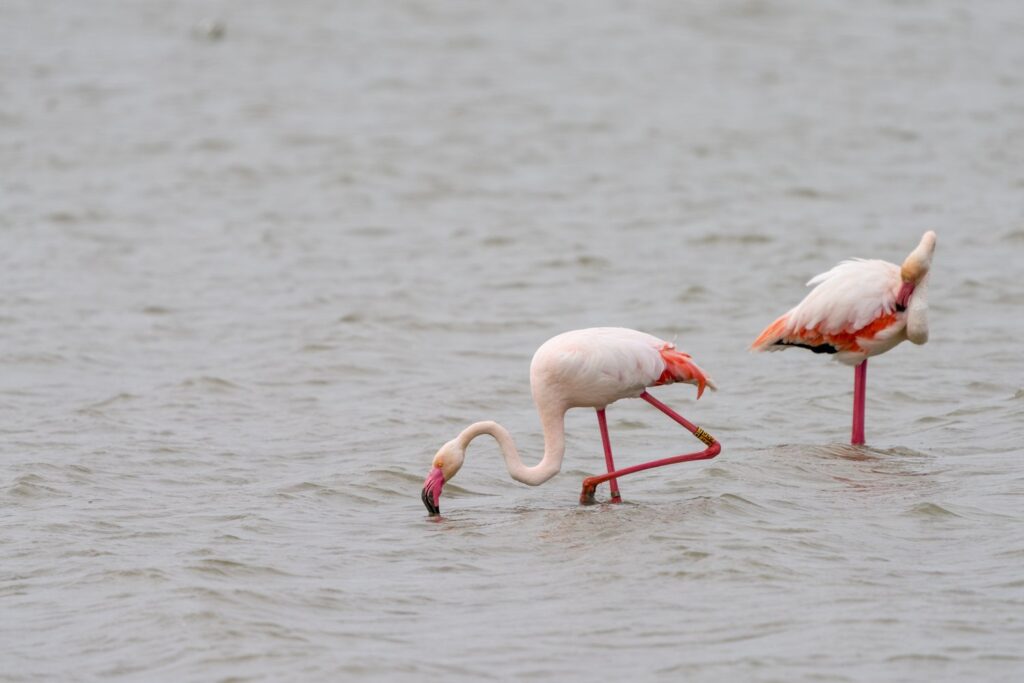 Różowe flamingi żerują na salinach San Pedro del Pinatar przez znaczną część roku