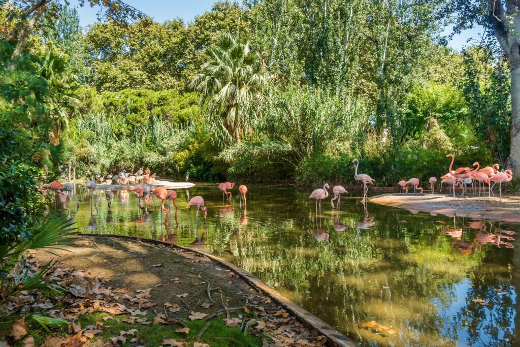 Różowe flamingi to jeden z najbardziej fotogenicznych zakątków zoo w Barcelonie