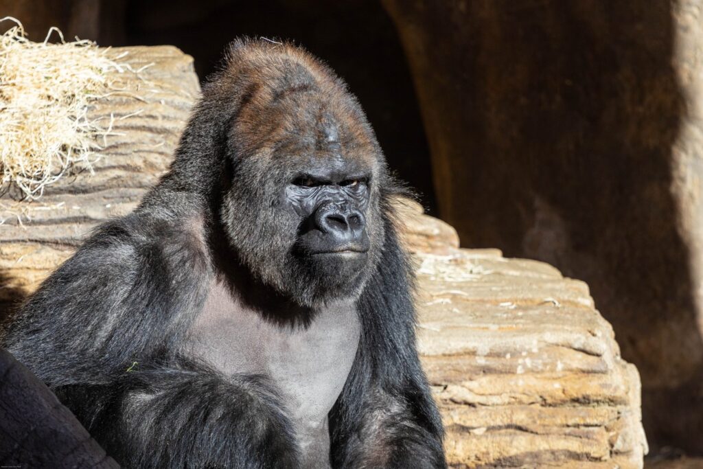Goryle należą do największych atrakcji zoo w Barcelonie