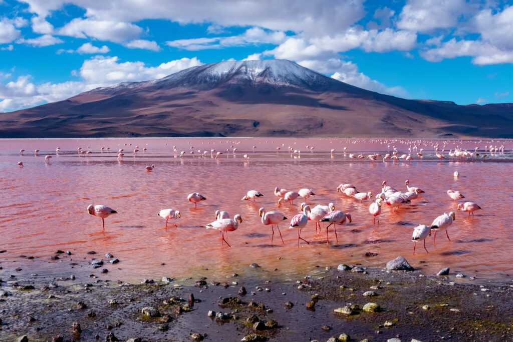 Flamingi na czerwonych wodach Laguny Colorada w Rezerwacie Eduardo Avaroa