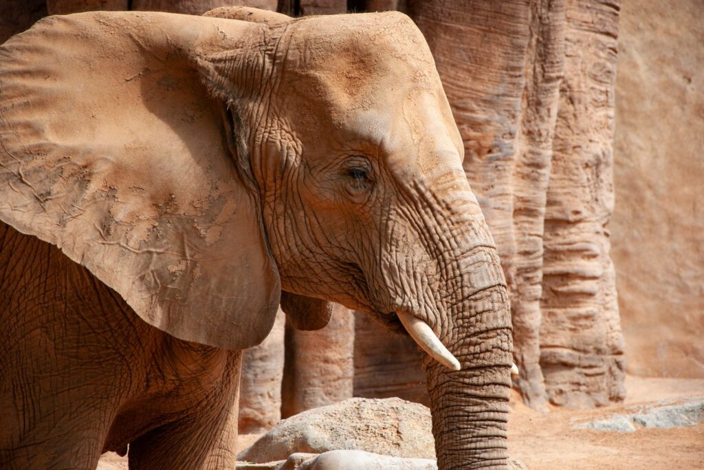 Słonie afrykańskie mieszkają w zoo w Barcelonie na wybiegu odtwarzającym sawannę Sahelu