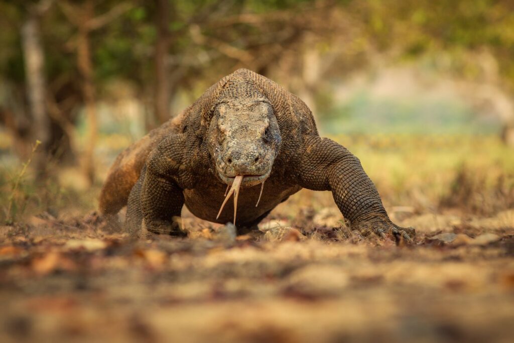 W strefie Terra de Dragons zobaczysz warany z Komodo, największe jaszczurki świata
